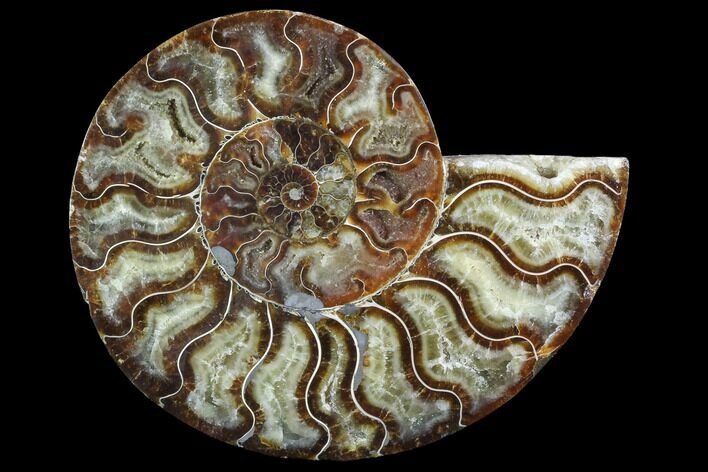 Cut Ammonite Fossil (Half) - Agatized #97746